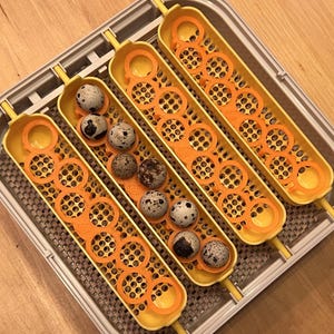 May include: A yellow and orange egg incubator tray with several speckled eggs. The tray has multiple compartments with circular cutouts and orange dividers. The eggs are small and have brown and black spots.