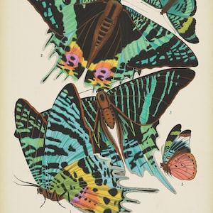 Könnte beinhalten: Eine Vintage-Illustration von vier bunten Schmetterlingen mit schwarzen, grünen, blauen, gelben, rosa und orangefarbenen Markierungen. Die Schmetterlinge sind in einer Gruppe angeordnet, mit ausgebreiteten Flügeln. Die Illustration befindet sich auf einem weißen Hintergrund mit dem Text "PL 7" und "F.A. SEGUY" in der oberen linken und unteren linken Ecke.