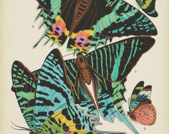 Papillons Plate 7 by E.A. Séguy - Premium Fine Art Print