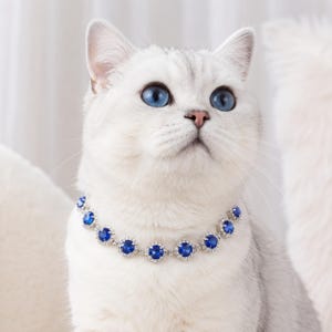 Puede incluir: Un gato blanco de ojos azul brillante lleva un collar decorativo con una serie de piedras preciosas redondas de color azul intenso rodeadas de pequeños cristales transparentes en un marco de metal plateado que rodea el cuello del animal.