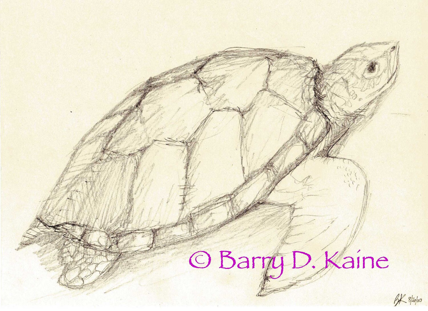 4,000+ Turtle Sketch Pictures