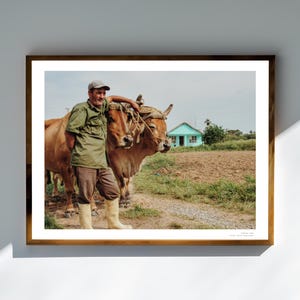 Cuban Farmer with Water Buffalos – Rustic Viñales Cuba Home Scene, Cuba Countryside Photography Print