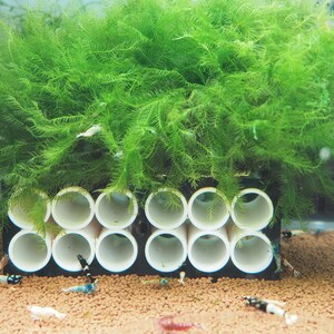 May include: A white plastic shrimp breeding box with nine compartments. The box is filled with green moss and small shrimp.