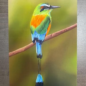 Carte postale d'oiseau - Dessin d'oiseau - Motmot