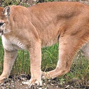 K&ouml;nnte beinhalten: Ein gro&szlig;er, brauner Puma mit einem langen Schwanz steht auf einer grasbewachsenen Wiese. Der Puma blickt direkt in die Kamera, den Kopf leicht geneigt. Das Fell des Pumas ist weich und flauschig.