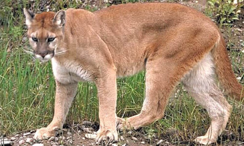 K&ouml;nnte beinhalten: Ein gro&szlig;er, brauner Puma mit einem langen Schwanz steht auf einer grasbewachsenen Wiese. Der Puma blickt direkt in die Kamera, den Kopf leicht geneigt. Das Fell des Pumas ist weich und flauschig.