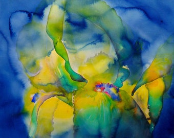 BIG IRIS   35x50" original watercolor painting of bold, dynamic, large scale iris blossom with lush, deep saturated blues and yellows