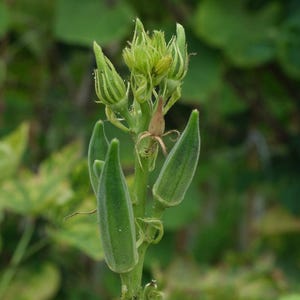 Okra | 180 Seeds | Organic | Non-GMO | Clemson Spineless | Abelmoschus esculentus