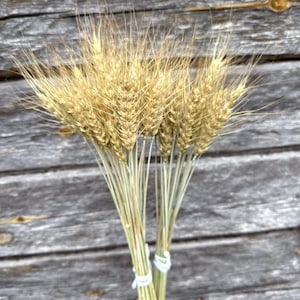 May include: A bundle of dried golden wheat stalks featuring textured grain heads and long, thin stems. The stalks are gathered together and secured at the base with two white ties, creating a fan-like arrangement of natural, light brown vegetation.