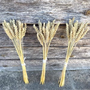 Puede incluir: Tres manojos separados de tallos de trigo dorado seco, cada uno atado con un cordel blanco. Las espigas de trigo son texturizadas y de color tostado, con tallos largos, delgados y de color amarillo claro que se extienden hacia abajo.