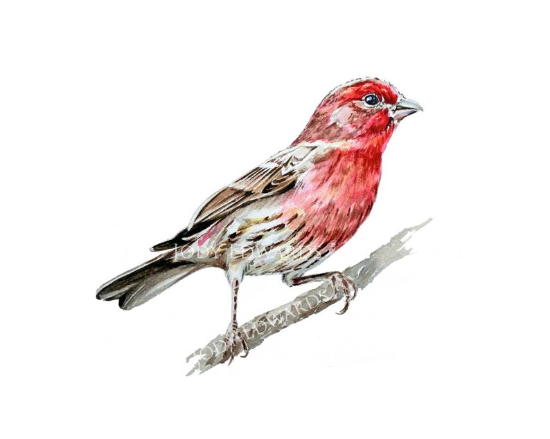 House Finch Archival Quality Print Etsy