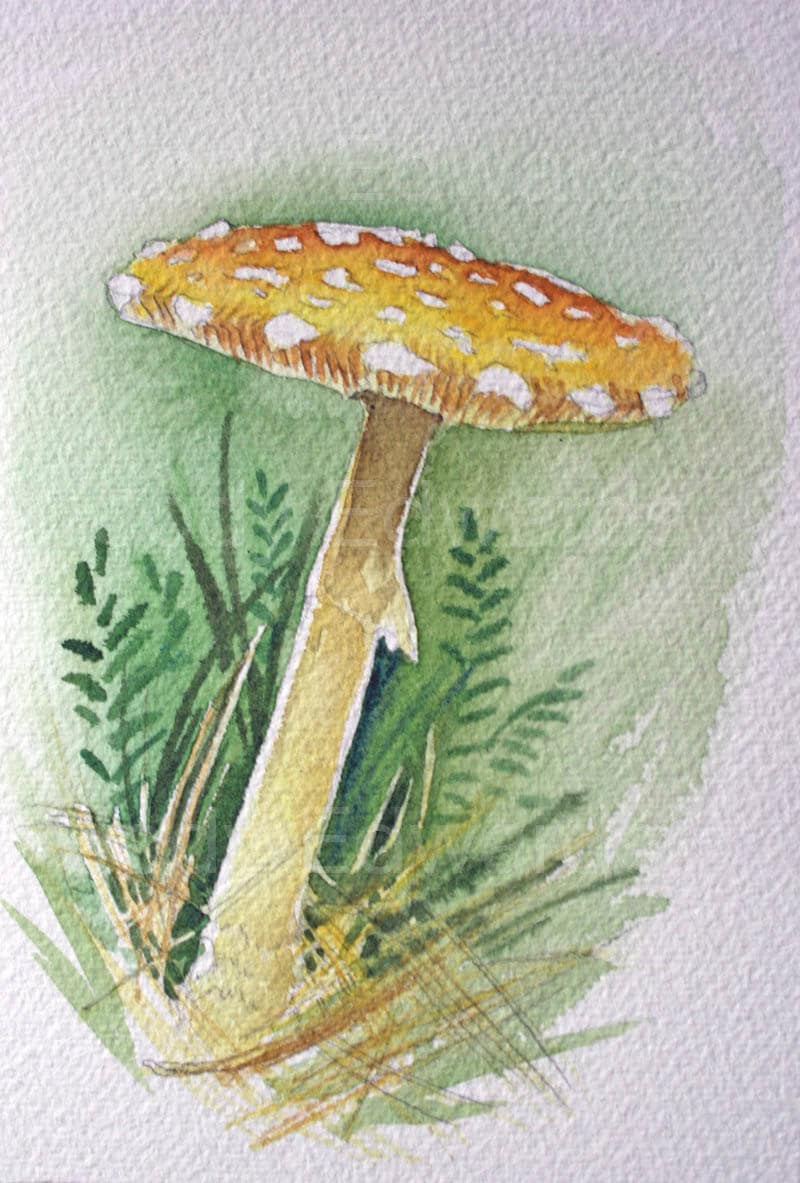 Как нарисовать мухомор акварелью