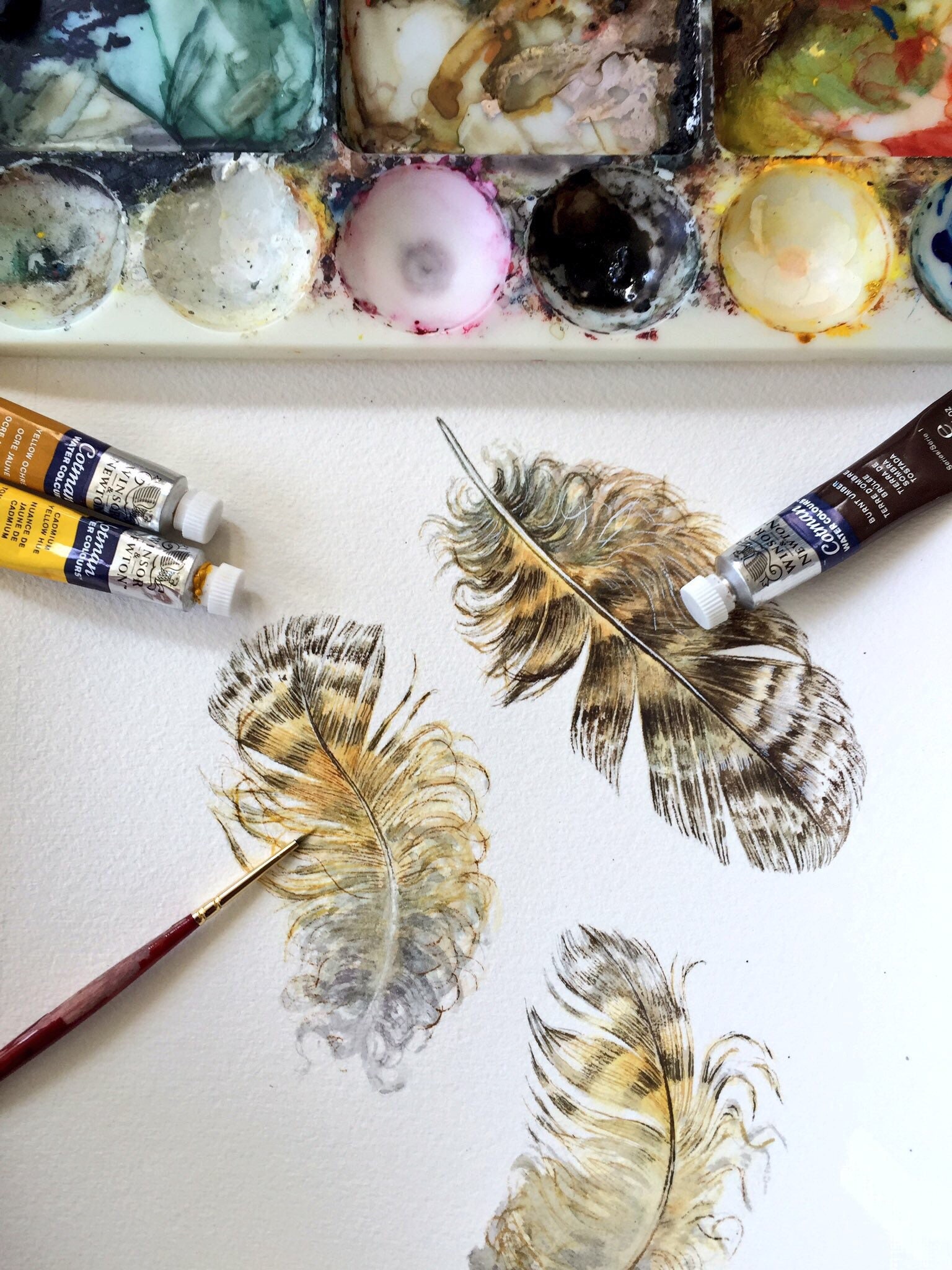 Great Horned Owl feathers - Original watercolour