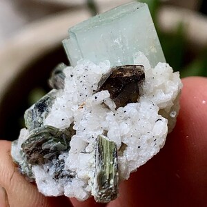 May include: A raw mineral specimen featuring a pale translucent aquamarine crystal atop a cluster of white quartz matrix. The specimen includes dark brown and olive green inclusions embedded within the white crystalline structure.