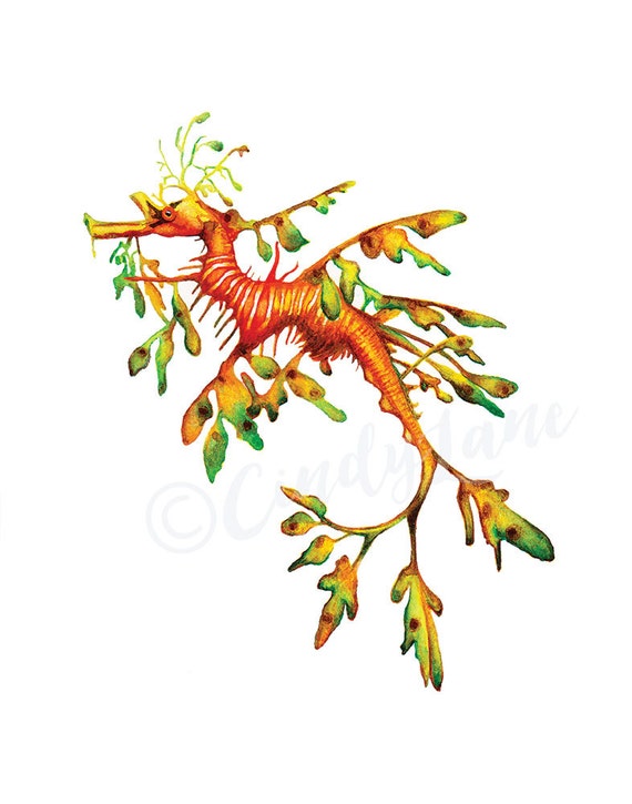 Leafy Sea Dragon Watercolor Printable Art Seahorse Printable Etsy