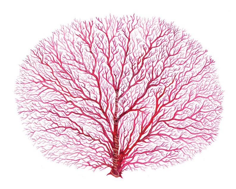 Red Fan Coral Watercolor Printable Art Coral Printable Art | Etsy