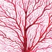 Red Fan Coral Watercolor Printable Art Coral Printable Art - Etsy