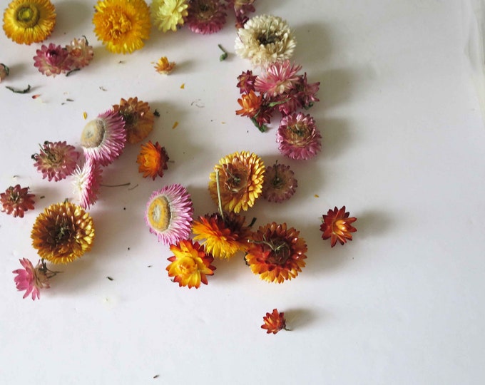 Dried Strawflower Heads Bunch of 50 Home Decor Wedding Table Etsy