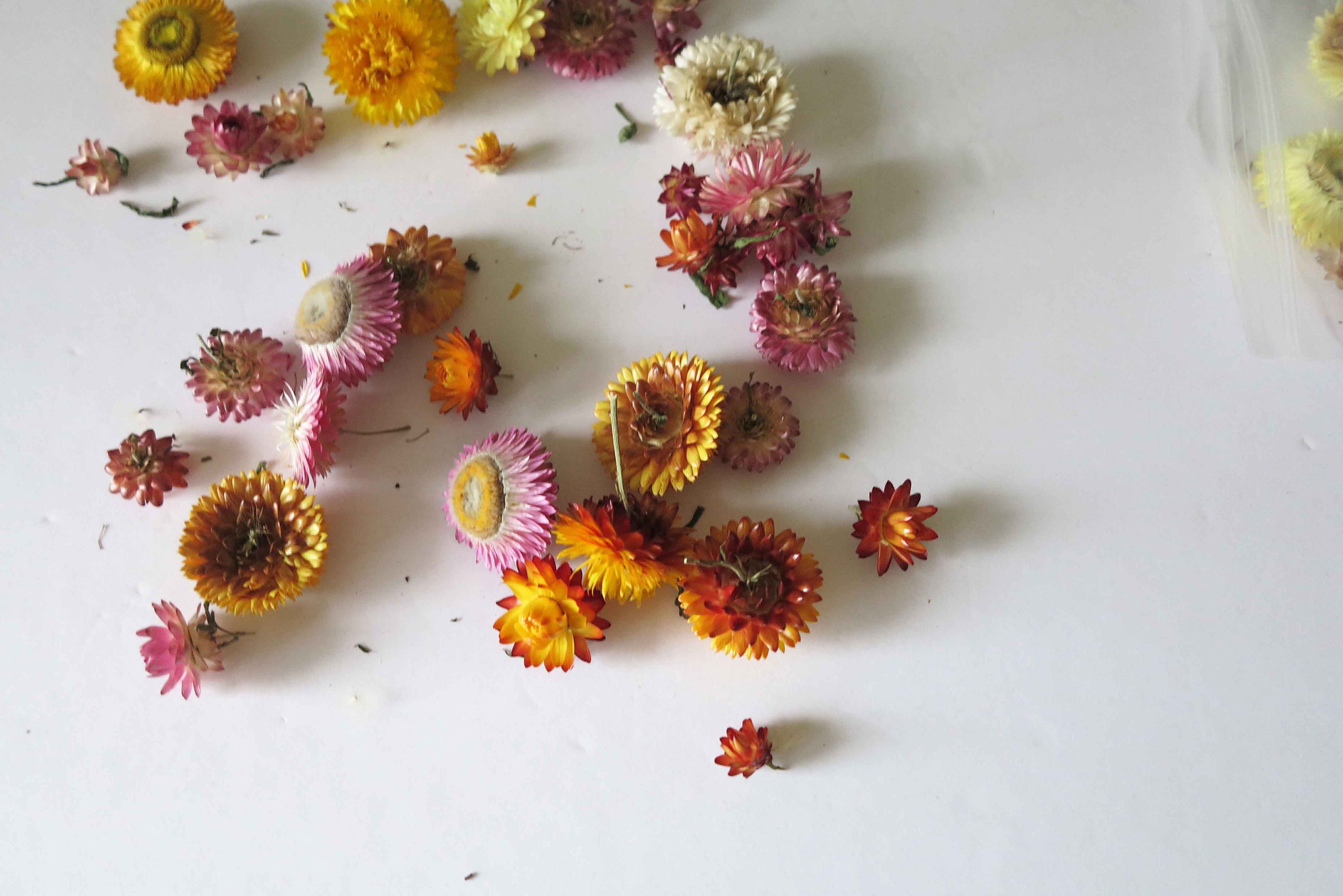 dried strawflower heads.