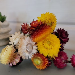 Dry strawflowers dried strawflower heads mixed dried flower bunch