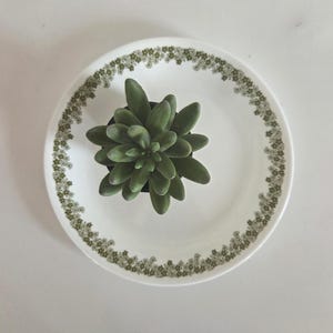 May include: A white plate with a green floral border holds a green succulent plant. The plate is round and has a simple, yet elegant design. The succulent is a vibrant green color and adds a touch of nature to the scene.