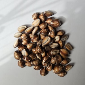 Conchas de cauri marrones naturales (10-50 unidades) para la fabricación de joyas, decoración del hogar y objetos de colección.