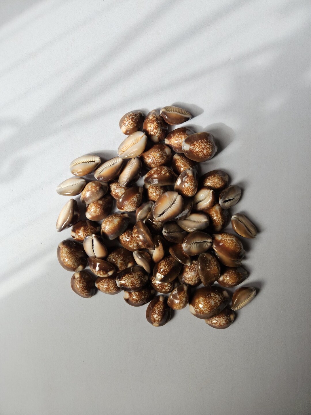 Natural Brown Cowrie Shells (5-30 Pcs) for Jewelry Making, Home Decor ...