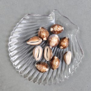 Cowrie Shell / Brown Cowrie / Sea Shells / Natural Shells for Jewelry / Whole Cowrie Shells