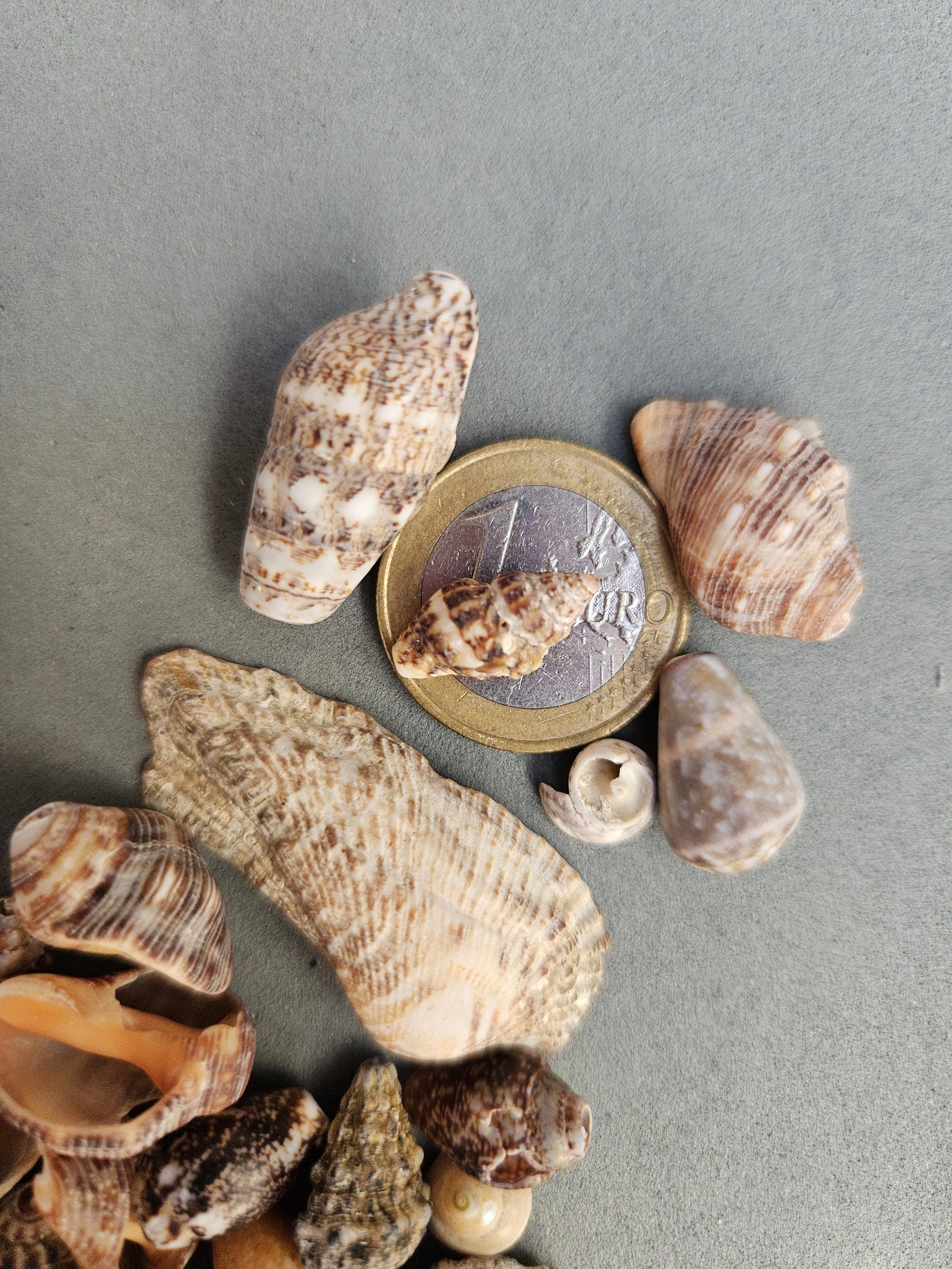 Natural Small Seashells Mix 150 Pcs / Sea Shells for Crafts / Shell ...
