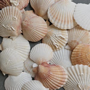 Könnte beinhalten: Eine Sammlung verschiedener Muschelschalen in Weiß-, Creme- und Pfirsichtönen. Die Schalen haben eine fächerartige, gerippte Textur, wobei einige subtile Farbvariationen aufweisen. Die Anordnung ist eine Mischung aus Größen und Formen und schafft eine natürliche, küstennahe Ästhetik.