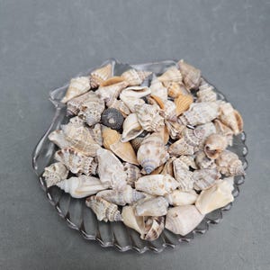 Mediterranean Sea Shells: Natural Beach Decor, Craft Supplies (1.5-3.0 cm)