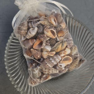 Puede incluir: Una bolsa de organza blanca llena de pequeñas conchas marinas de diferentes formas y colores. La bolsa está sobre un plato de vidrio transparente con un diseño ondulado.