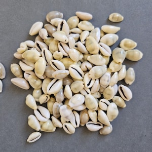 White Cowrie Shells (30-100 pcs): Beach Decor, Jewelry Making