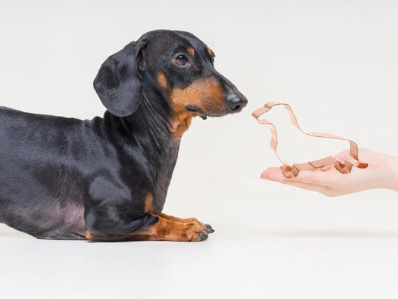 Formina Per Biscotti Stampo Cani Bassotto 10,79 Cm, Prodotto - Foto 9