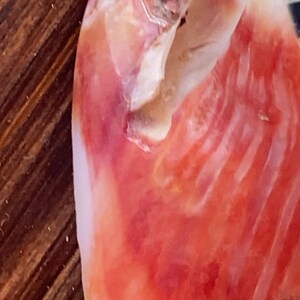 May include: Close-up of a natural, organic-looking object with a mix of red, pink, and white hues. The surface has a textured appearance with subtle variations in color and pattern, suggesting a natural material.
