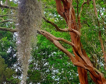 Live Spanish Moss: Natural Air Plant for Terrariums and Crafts