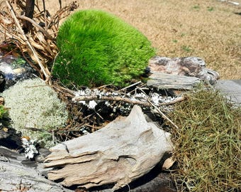 Live Moss Variety, Sustainably Gathered for Arts and Crafts