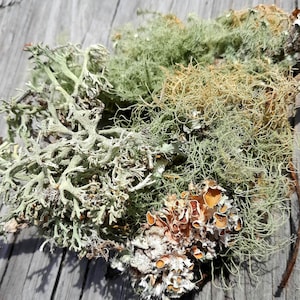 Live Lichen, variety of lichen, sustainably gathered fresh lichen for use in terrariums, floral design any diy arts and crafts.