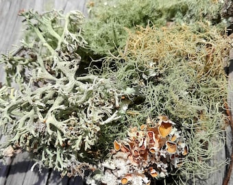 Färska levande lavgrenar: DIY-terrariumpyssel.