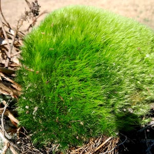 Mood Moss,Fresh Live Pin Cushion Moss sustainably gathered, natural, native for terrariums, floral design or any arts and crafts