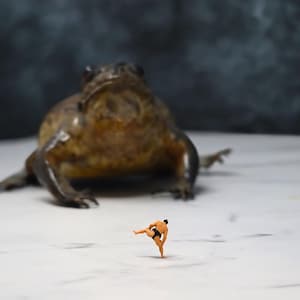 May include: A miniature sumo wrestler in black trunks is posed in front of a large, brown toad. The toad is in soft focus, while the wrestler is sharply in focus. The background is a dark, mottled grey.