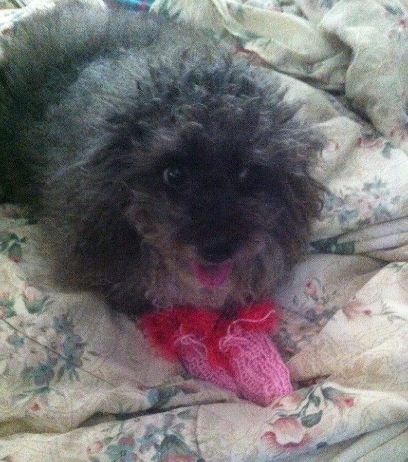 Pink Poodle Puppy Winter Leg Warmers Handmade Chihuahua Dog Etsy