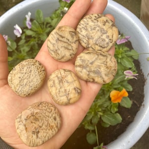 May include: Six smooth, light brown stones with intricate patterns. The stones are held in a hand, with a potted plant in the background.