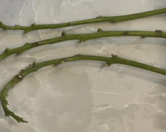 3 Stewart Heirloom Avocado Tree Cuttings (6-8”) – Live Scions for Grafting or Rooting