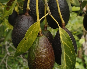 3 Carmen Hass (Mendez No. 1 / Phoenix) Avocado Scions (6–8”) – Live Cuttings for Grafting or Rooting – Rare Twice-Blooming Variety