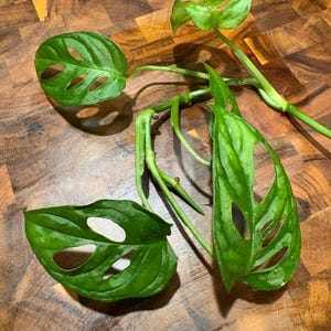 Monstera Deliciosa lub rozmnażanie roślin Swiss Cheese