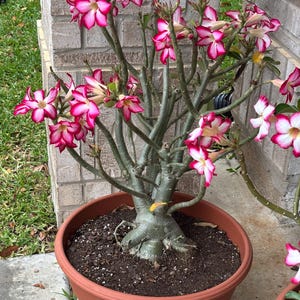 Desert Rose Plant Flowering 4-5 year old Flowering plants - Adenium Obesum (No ship to CA)