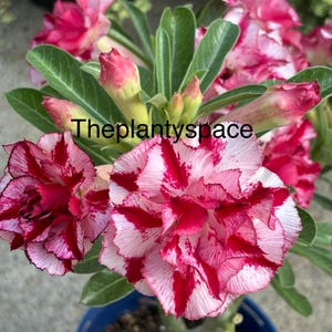 Desert Rose Plant Bonsai Indoor Outdoor plant 4-5 year old mature currently flowering plants Adenium Obesubum