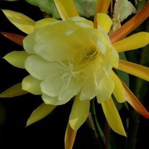 Epiphyllum George French 10” basket, Yellow Epiphyllum Exotic orchid cactus