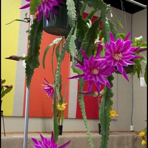 Epiphyllum Pink Purple Bicolor tone Giant flowers 10” basket Exotic orchid cactus